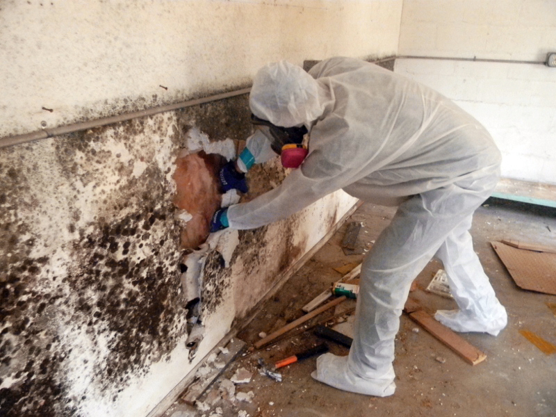 mold removal remidiation toronto gta emergency